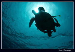 Green turtle by Sven Tramaux 